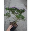 Cây Linh Sam Bonsai cổ thụ 3 năm tuổi - cây cảnh bonsai trang trí nhà cửa thanh lọc không khí