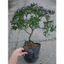Cây Linh Sam Bonsai cổ thụ 3 năm tuổi - cây cảnh bonsai trang trí nhà cửa thanh lọc không khí