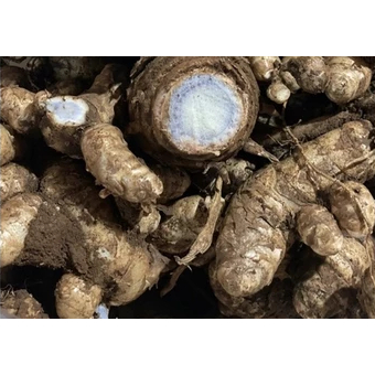 NGHỆ ĐEN TƯƠI - VIÊM LOÉT DẠ DÀY