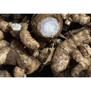 NGHỆ ĐEN TƯƠI - VIÊM LOÉT DẠ DÀY