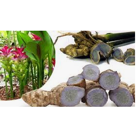 NGHỆ ĐEN TƯƠI - VIÊM LOÉT DẠ DÀY