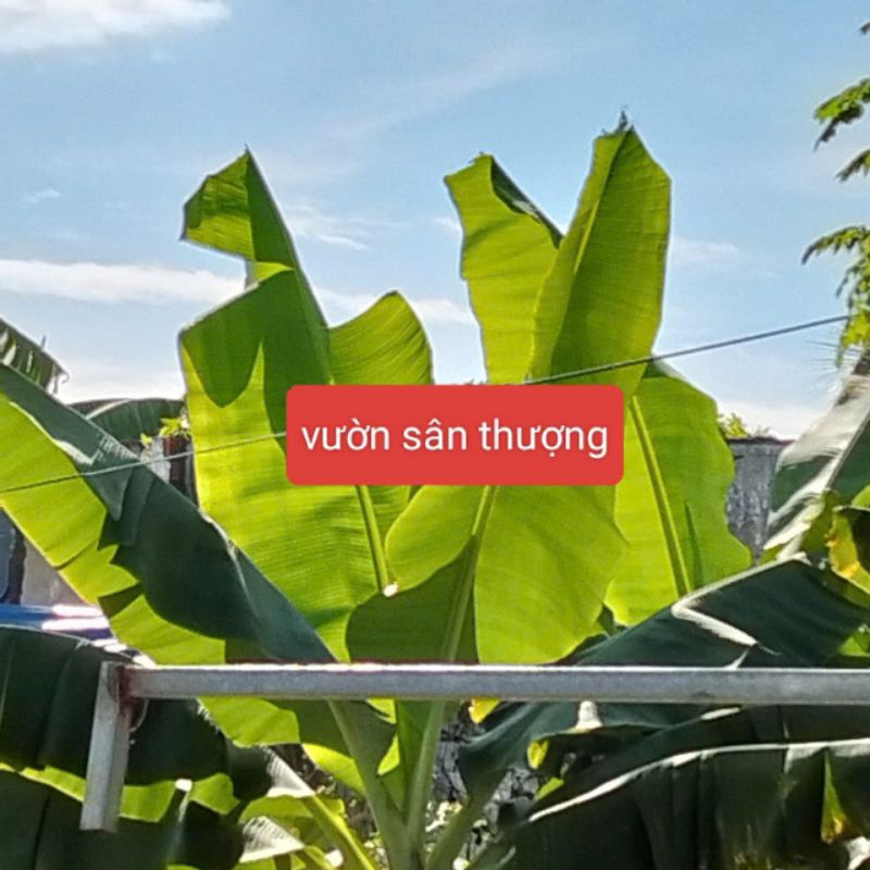 1Kg Lá Chuối Dùng Làm Bầu Uơm, Gói Bánh Chưng, Bánh Tét