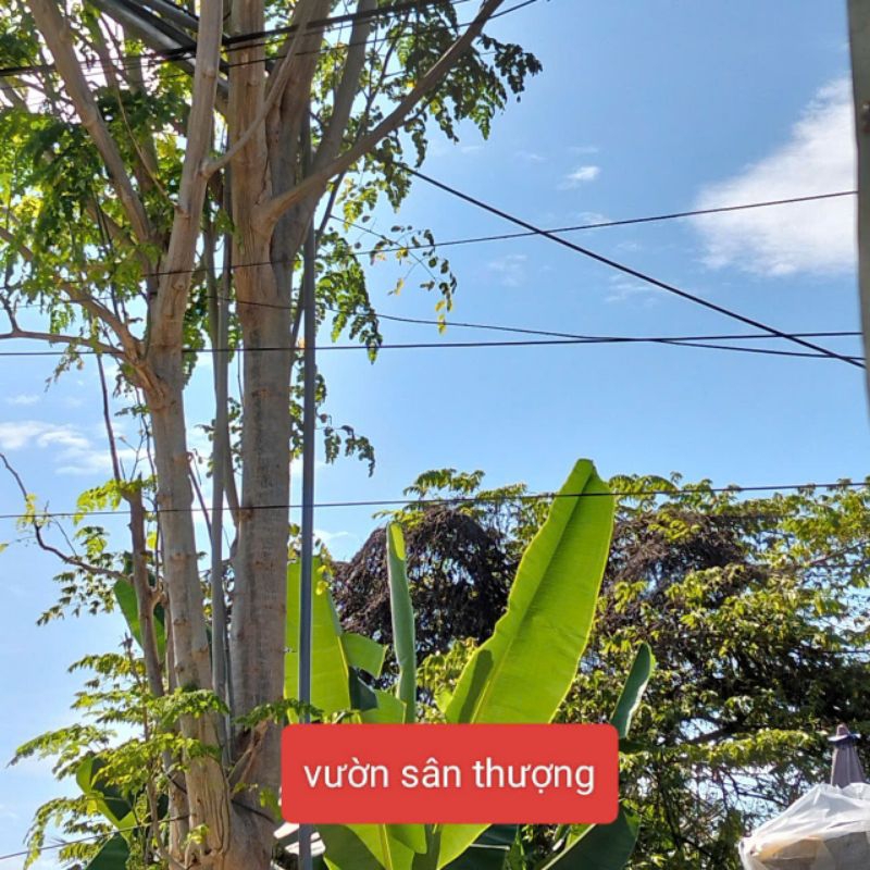 1Kg Lá Chuối Dùng Làm Bầu Uơm, Gói Bánh Chưng, Bánh Tét