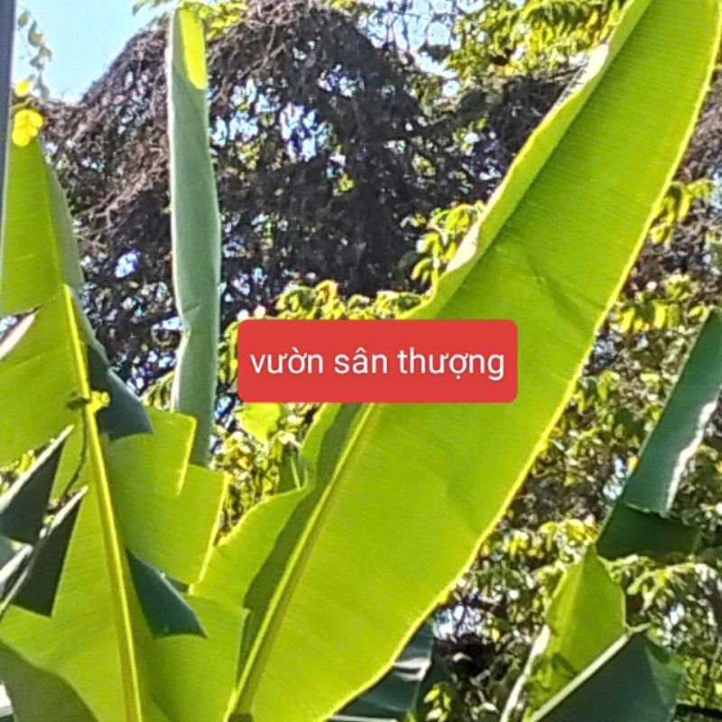 1Kg Lá Chuối Dùng Làm Bầu Uơm, Gói Bánh Chưng, Bánh Tét