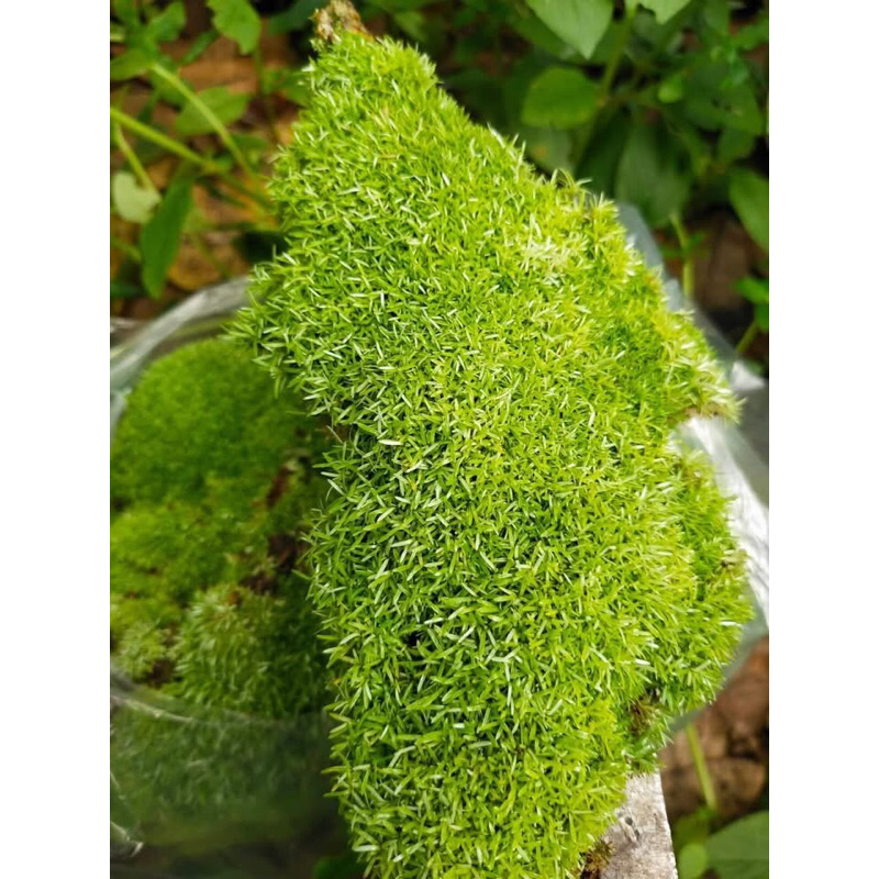 rêu cỏ chơi terarium,bán cạn,tiểu cảnh,bonsai.Đóng gói sẵn hộp nhựa cao cấp dễ dàng bảo quản