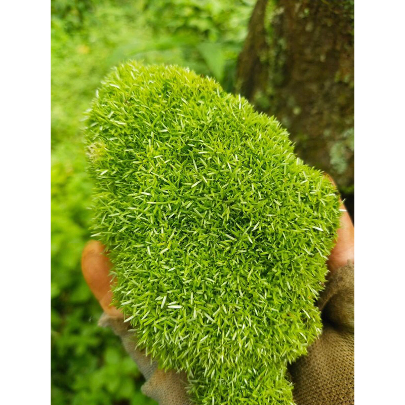 rêu cỏ chơi terarium,bán cạn,tiểu cảnh,bonsai.Đóng gói sẵn hộp nhựa cao cấp dễ dàng bảo quản
