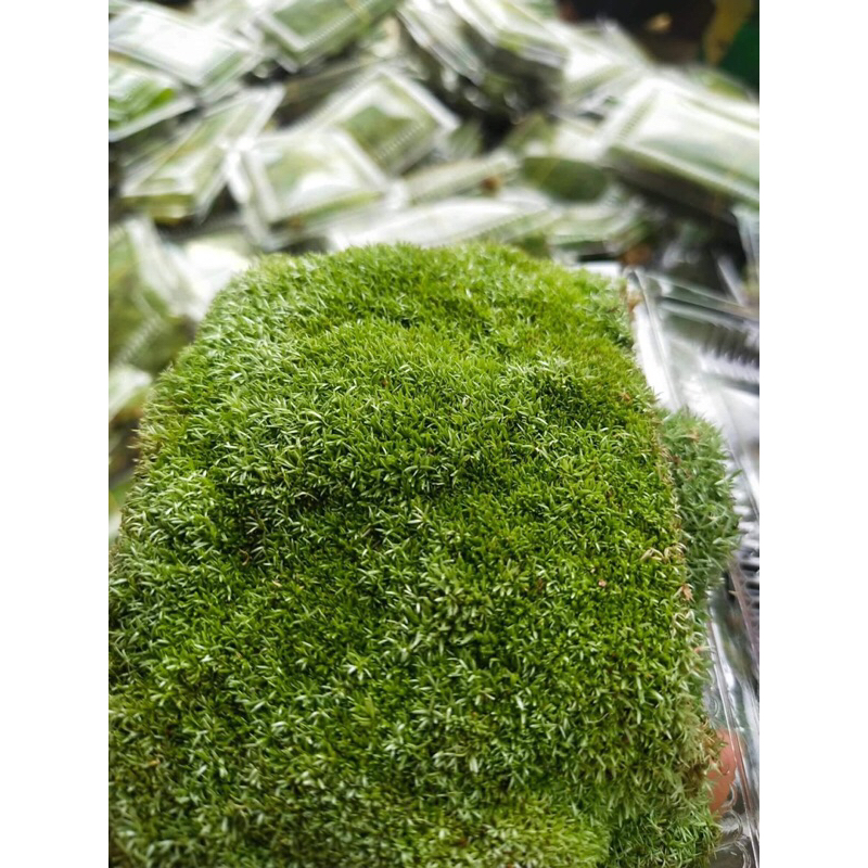 rêu cỏ chơi terarium,bán cạn,tiểu cảnh,bonsai.Đóng gói sẵn hộp nhựa cao cấp dễ dàng bảo quản
