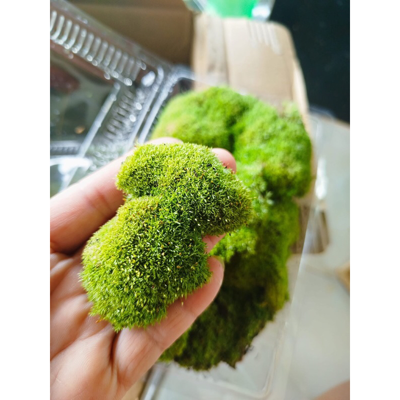 rêu cỏ chơi terarium,bán cạn,tiểu cảnh,bonsai.Đóng gói sẵn hộp nhựa cao cấp dễ dàng bảo quản