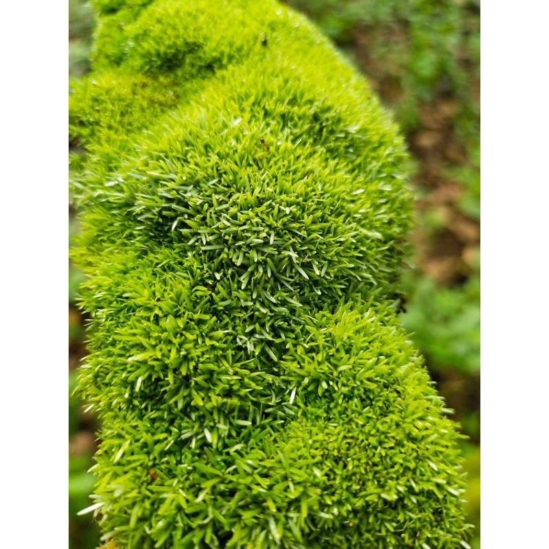 rêu cỏ chơi terarium,bán cạn,tiểu cảnh,bonsai.Đóng gói sẵn hộp nhựa cao cấp dễ dàng bảo quản