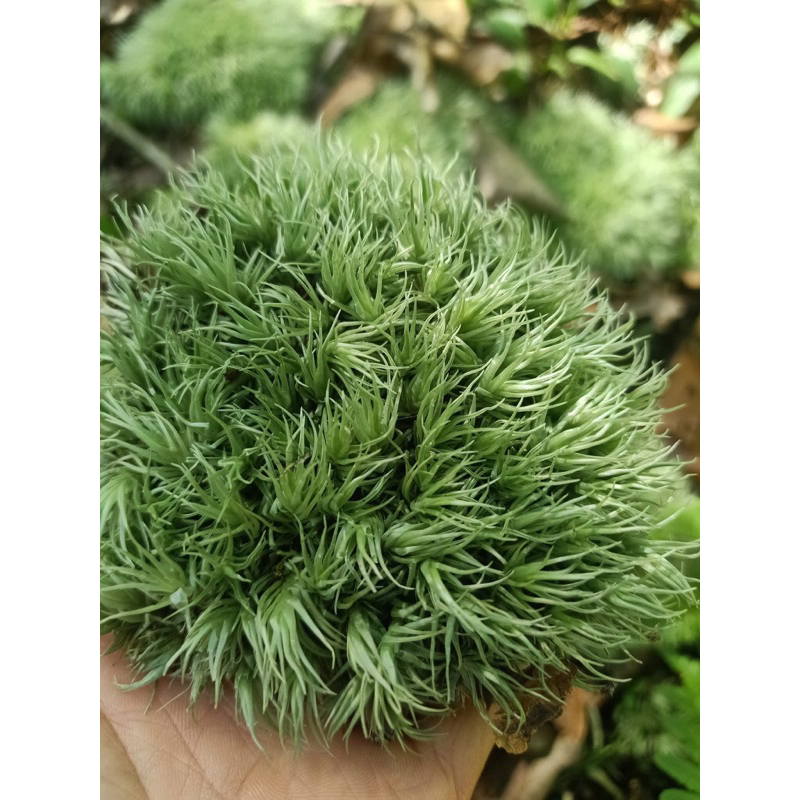 Rêu cỏ mây Gigamoss dùng trang trí tiểu cảnh, trồng bán cạn,terrarium.bonsai