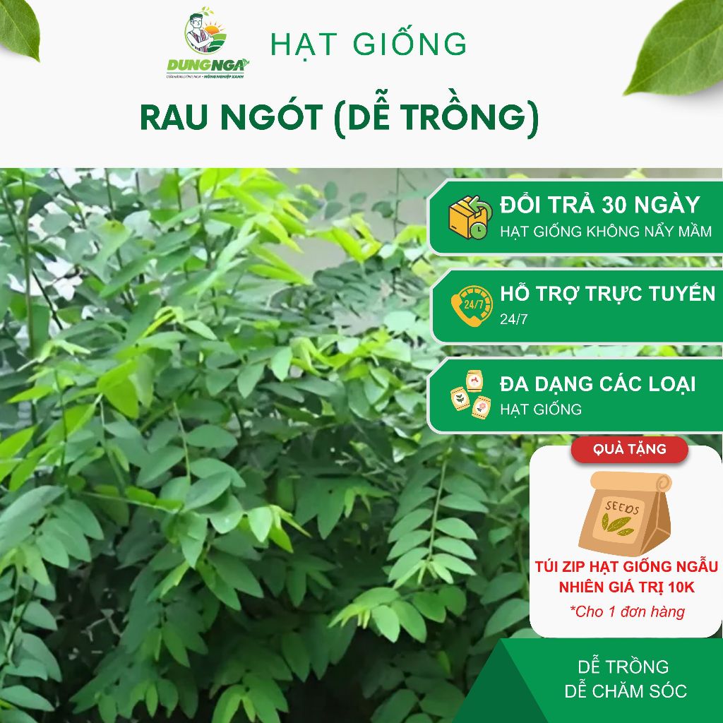 Hạt giống rau ngót ta (rau bồ ngót) | Shopee Việt Nam