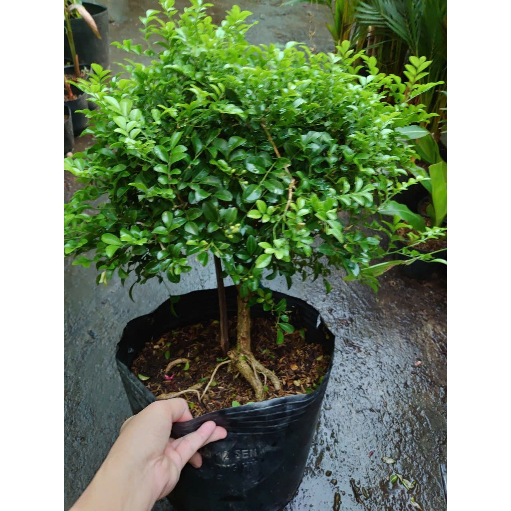 Cây Nguyệt Quế 1 Cốt Dáng Tree 3 năm tuổi cao 60-100cm - cây cảnh hoa thơm trang trí nhà cửa