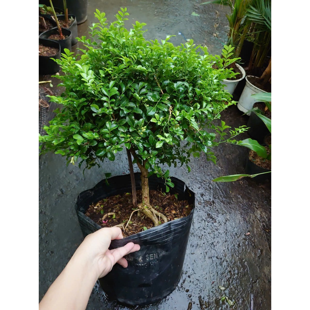 Cây Nguyệt Quế 1 Cốt Dáng Tree 3 năm tuổi cao 60-100cm - cây cảnh hoa thơm trang trí nhà cửa