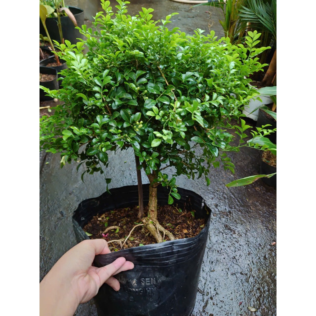 Cây Nguyệt Quế 1 Cốt Dáng Tree 3 năm tuổi cao 60-100cm - cây cảnh hoa thơm trang trí nhà cửa
