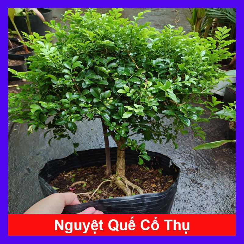 Cây Nguyệt Quế 1 Cốt Dáng Tree 3 năm tuổi cao 60-100cm - cây cảnh hoa thơm trang trí nhà cửa