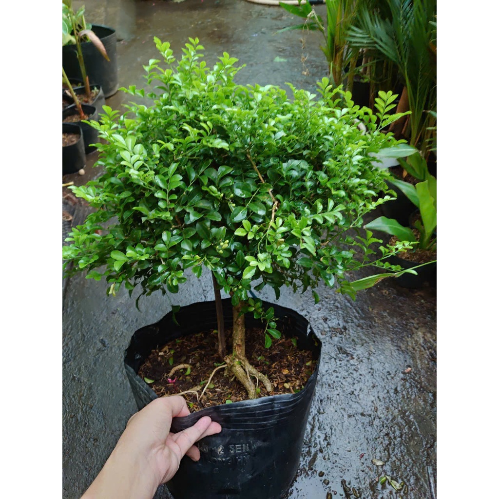Cây Nguyệt Quế 1 Cốt Dáng Tree 3 năm tuổi cao 60-100cm - cây cảnh hoa thơm trang trí nhà cửa