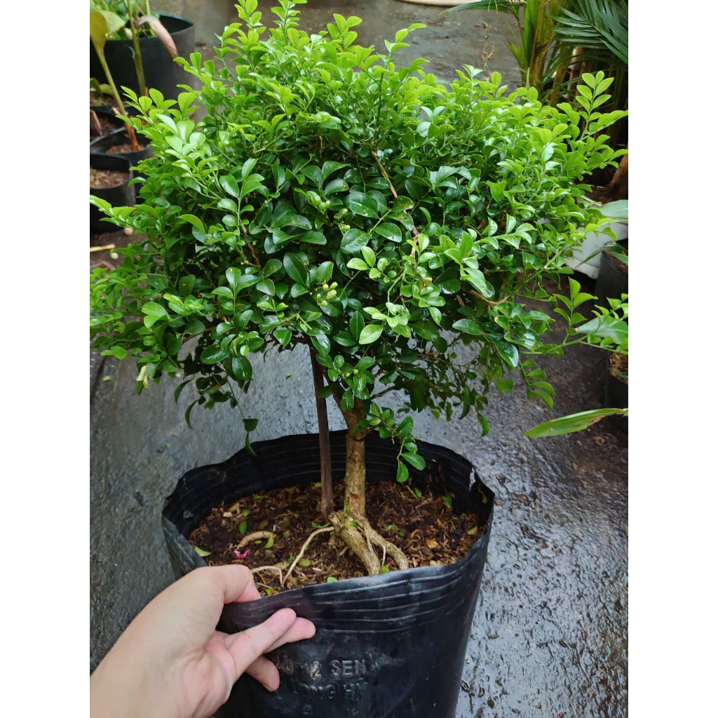 Cây Nguyệt Quế 1 Cốt Dáng Tree 3 năm tuổi cao 60-100cm - cây cảnh hoa thơm trang trí nhà cửa
