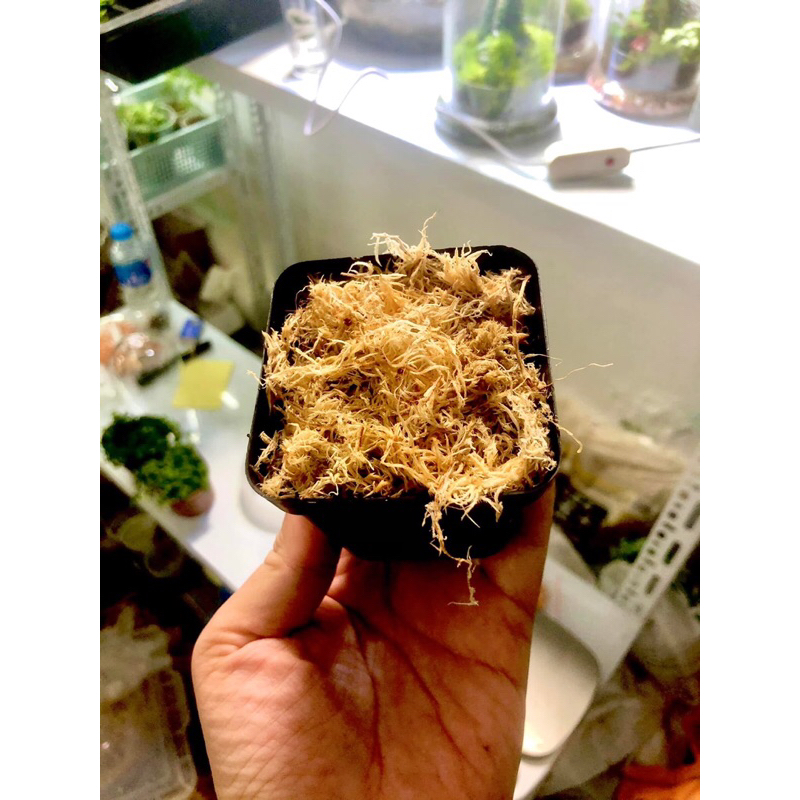 Dớn trắng khô ( Dried sphagnum ) trồng lan,lót nền terarium, ươm cây giữ ẩm tốt cho cây