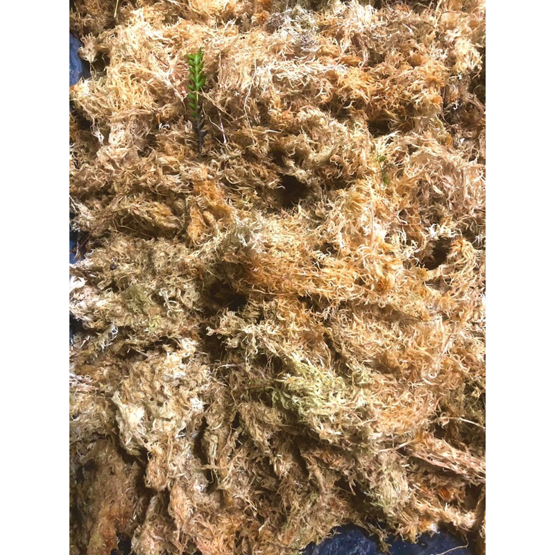 Dớn trắng khô ( Dried sphagnum ) trồng lan,lót nền terarium, ươm cây giữ ẩm tốt cho cây