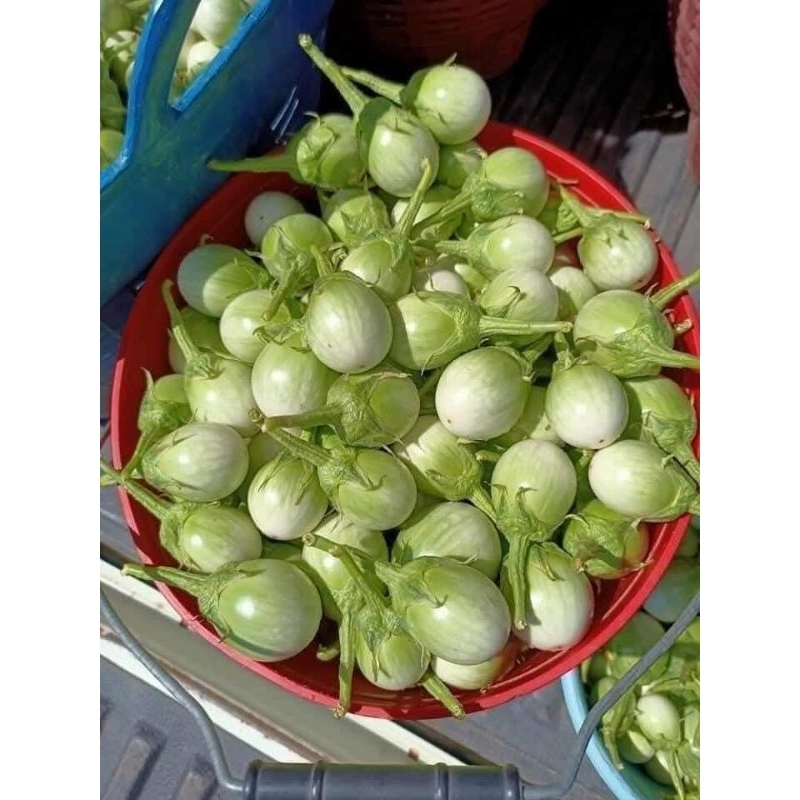 Hạt Giống Cà Ngọt Tròn nhỏ Thái Lan Ăn Sống Cực Ngon Đặc Sản Của Người Thái Rất Dễ Trồng
