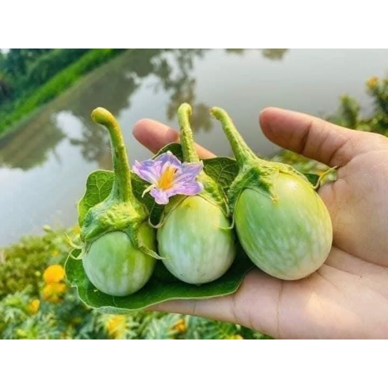 Hạt Giống Cà Ngọt Tròn nhỏ Thái Lan Ăn Sống Cực Ngon Đặc Sản Của Người Thái Rất Dễ Trồng