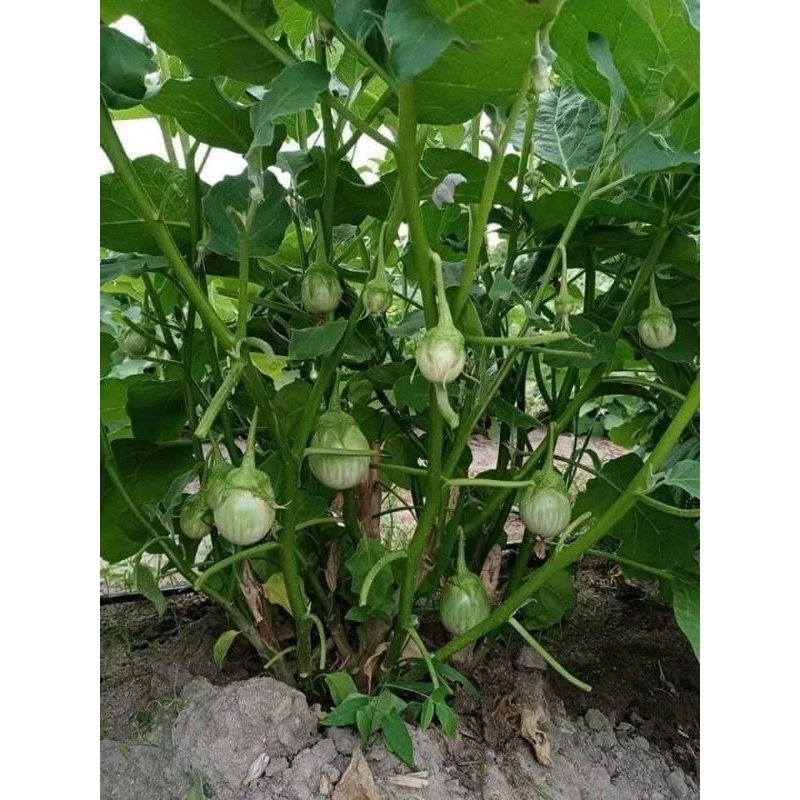 Hạt Giống Cà Ngọt Tròn nhỏ Thái Lan Ăn Sống Cực Ngon Đặc Sản Của Người Thái Rất Dễ Trồng