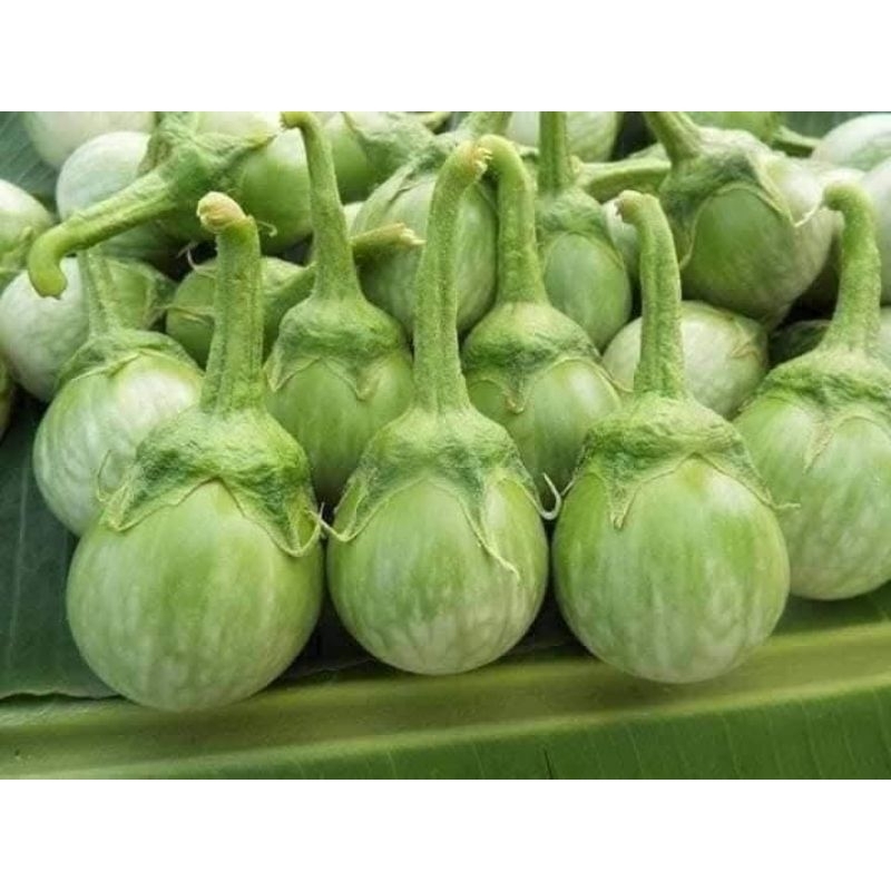Hạt Giống Cà Ngọt Tròn nhỏ Thái Lan Ăn Sống Cực Ngon Đặc Sản Của Người Thái Rất Dễ Trồng