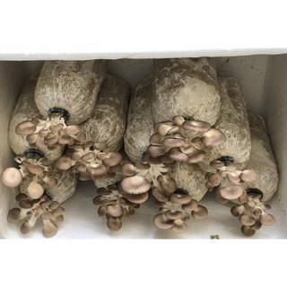 Phôi Nấm Bào Ngư Xám (4 Phôi) - Tặng Tài Liệu Hướng Dẫn Trồng Nấm