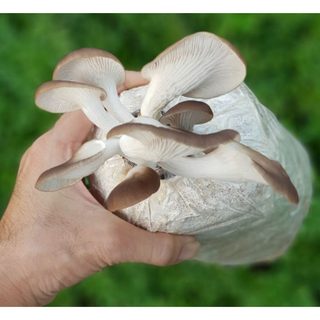 Phôi Nấm Bào Ngư Xám (4 Phôi) - Tặng Tài Liệu Hướng Dẫn Trồng Nấm