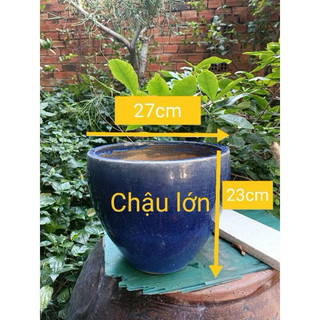Chậu Gốm Xanh Coban Đáy Không Lỗ - Dùng Trồng Cây Thủy Sinh - Nuôi Cá Cảnh - Trang Trí Tiểu Cảnh Nhiều Kích Thước