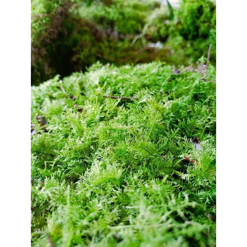 Rêu trác bá -  THUIDIUM MOS - dùng để setup bể bán cạn, terrarium