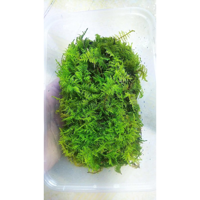 Rêu trác bá -  THUIDIUM MOS - dùng để setup bể bán cạn, terrarium