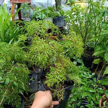cây đinh lăng cây đinh hương lá nhỏ lá lớn lá thùy tròn cây lớn nhỏ đủ loại