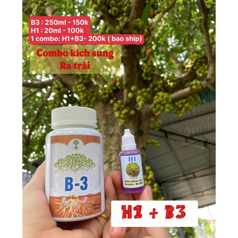 Kích Sung-me-khế-ổi-mít ra quả theo ý muốn H1-B3