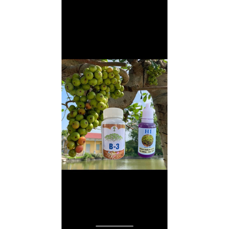 Kích Sung-me-khế-ổi-mít ra quả theo ý muốn H1-B3