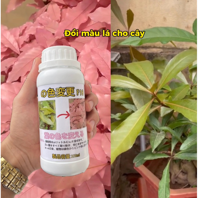 Đổi màu lá từ xanh sang mầu Hồng