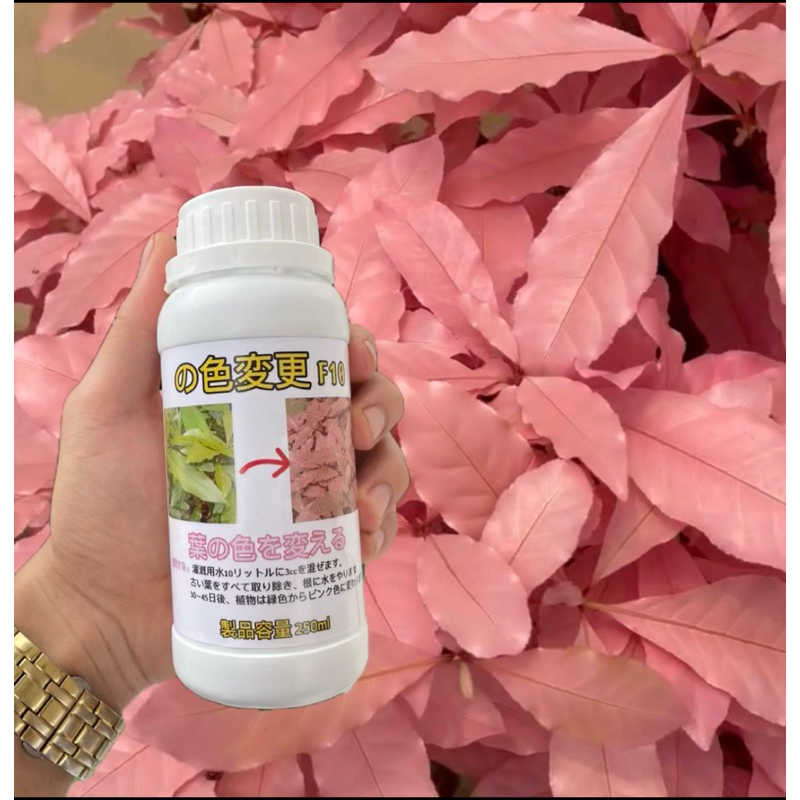 Đổi màu lá từ xanh sang mầu Hồng