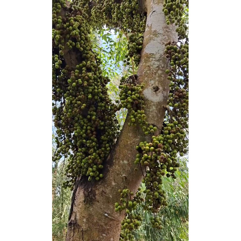 combo 3 gói phân bón kích sung ra quả