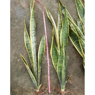 Cây Lưỡi Hổ viền vàng rể trần, cây cao trên 50cm