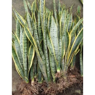 Cây Lưỡi Hổ viền vàng rể trần, cây cao trên 50cm