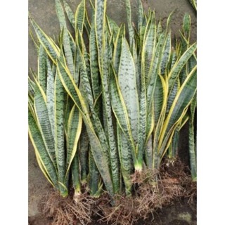 Combo 5 cây Lưỡi Hổ viền vàng rể trần, cây cao trên 50cm