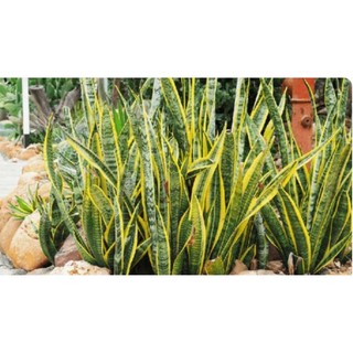 Cây Lưỡi Hổ viền vàng rể trần, cây cao trên 50cm