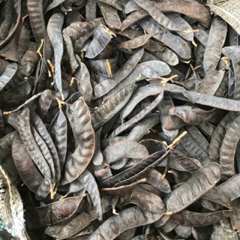 500G Quả Bồ Kết Khô, Bồ Kết Nguyên Chất Dùng Để Xông Nhà, Gội Đầu Hàng Loại 1