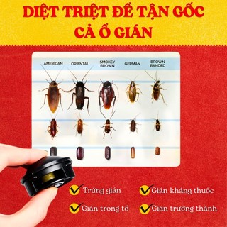 Thuốc Diệt Gián Nhật Bản 12 Viên An Toàn Hiệu Quả Cho Con Người Và Vật Nuôi
