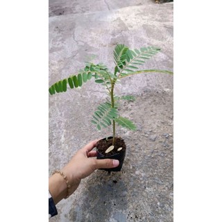 Combo 5 bầu cây Sua Đũa tứ quý ,nhanh ra hoa