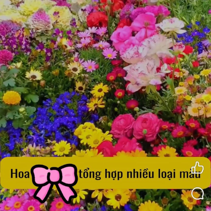300 hạt giống hoa dại kết hợp 🌈trên 20 loại đẹp, rất dễ trồng