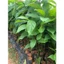 2 Cây giống Gù Hương, Xá Xị, cây trồng giá trị kinh tế cao gỗ thơm rất quý