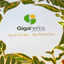 Hộp Trà 3 Vị GigaHerbs - Atiso Cà Gai Leo, Tía Tô Gold, Rau Má Tía Tô - Kèm Cốc Giữ Nhiệt, Mật Ong Sâm Đương Quy