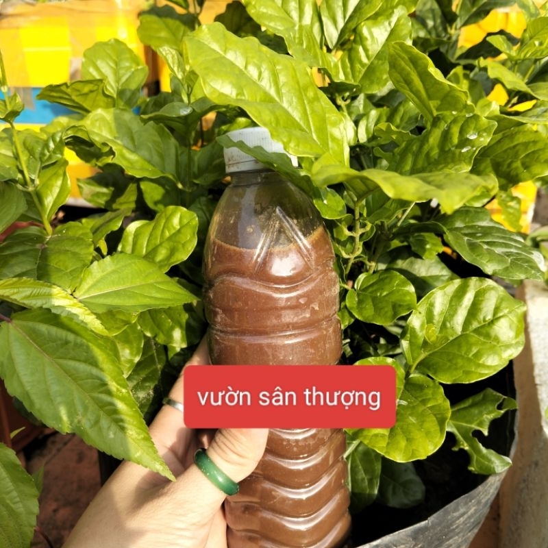 1 Lít Dịch Chuối, Thầ.n Dư.ợc Tăng Kali Cho Lan, Củ Quả, Hoa Hồng, Đồ Tự Ủ Bằng V.i Si.nh Có Lợi