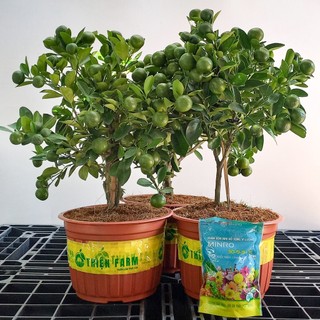 Phân bón NPK 30-9-9+TE THIỆN FARM (túi 200g) giúp cây phát triển bộ rễ, thân, cành lá, tăng đề kháng